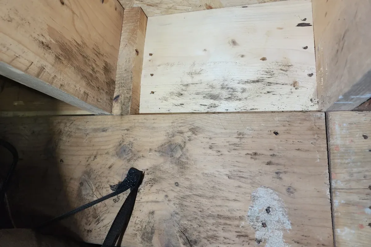 Moderate-to-heavy mold coverage across multiple floor joists and subfloor in a Wake County NC crawl space