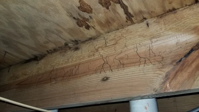 Mold growing on crawl space joists from chronic high humidity